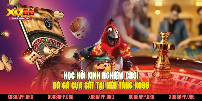 Học hỏi kinh nghiệm chơi đá gà cựa sắt tại nền tảng Xo88