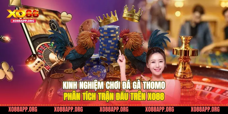 Kinh Nghiệm Chơi Đá Gà Thomo Phân Tích Trận Đấu Trên Xo88