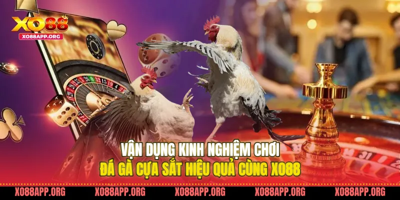 Vận dụng kinh nghiệm chơi đá gà cựa sắt hiệu quả cùng Xo88